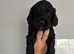 Cockerpoo puppies F1
