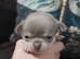 KC Tiny Lilac chihuahua pups Tested CLEAR parents