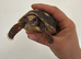 Redfoot baby tortoises