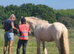 San cler bred cob ride and drive