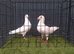 White bussheart breeder pair