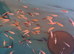 Koi fry 1-6 inch