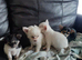 Puppies