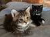 Adorable Kittens