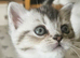 SCOTTISH FOLD