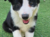 Beautiful BC pups ready now!
