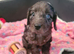 Cockerpoo puppies
