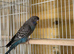 Black face budgies
