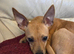 Very sad sale for my beautiful girl