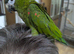 Baby hahns macaw