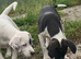 Jack russel cross beagle