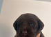 KC Chocolate Labrador puppies