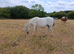4 yr old welsh a mare