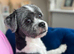 Shih tzu cross Lhasa apso