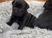 Champion bloodline kc Staffordshire bullterrier puppies