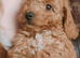 Toy cavapoo