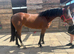 Stunning 3year old Connemara 15hh