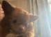 Tiny chihuahua girl for sale