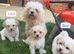 Poochon puppies
