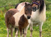 Show quality miniature Shetland filly foal