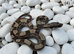 2026 baby boas - hypo motley, hypo, motley 66% het paradise/silverbullet