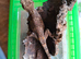 Grown on geckos