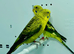 Black Wing Budgies For Sale
