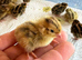 Day old jumbo coturnix quail chicks for sale in Weston super mare