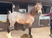 Cob gelding yearling