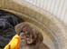 Shihtzu 5 year old girl