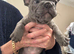 STUNNING FRENCH BULLDOGS
