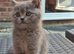 British Shorthair Kittens for Sale &zwj;