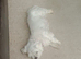 EXQUISITE FIVE-STAR TOY MINIATURE KOREAN MALTESE PUPPIES