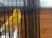 Gloster canary’s
