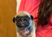 Kc registered pedigree pug puppies