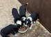 Border Collie Puppies