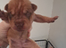 Beautiful puppies ( shar pei)
