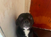 Male staffy cross frenchie