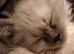 Beautiful male ragdoll kitten urgent