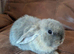 Loving baby bunny