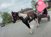 14.2/14.3 trotting colt ride and drive