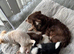 Chihuahua boy puppies