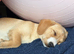 Cavapoo x Scottie