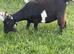 Pure Pygmy female with a kid at foot