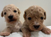 Adorable Rare Tiny Maltipoo
