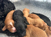 Adorable cockapoo puppies