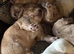 Working cocker puppies
