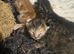 beautiful tabby kittens