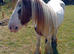 8 year old Ride and drive stallion