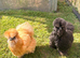 Black bearded silkie FREE
